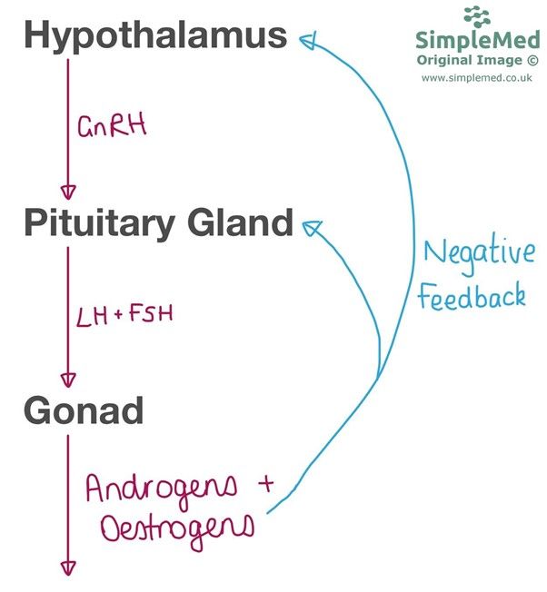 Hypothalamic Pituitary Gonadal Axis SimpleMed