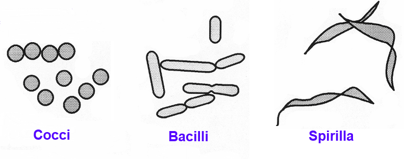 Bacterial Shapes SimpleMed