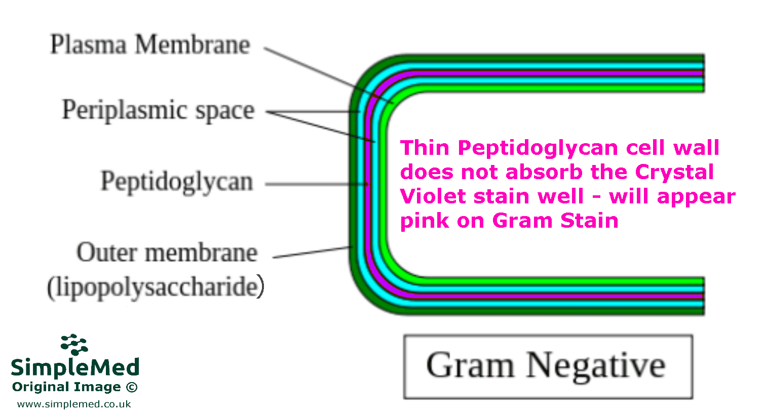 Gram Negative Bacteria Cell Wall SimpleMed