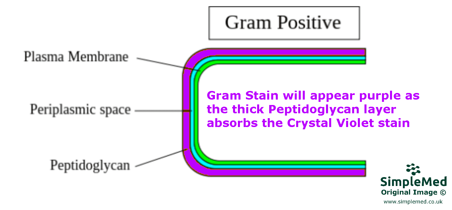 Gram Positive Bacterial Cell Wall SimpleMed