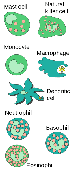 Innate Immune Cells SimpleMed