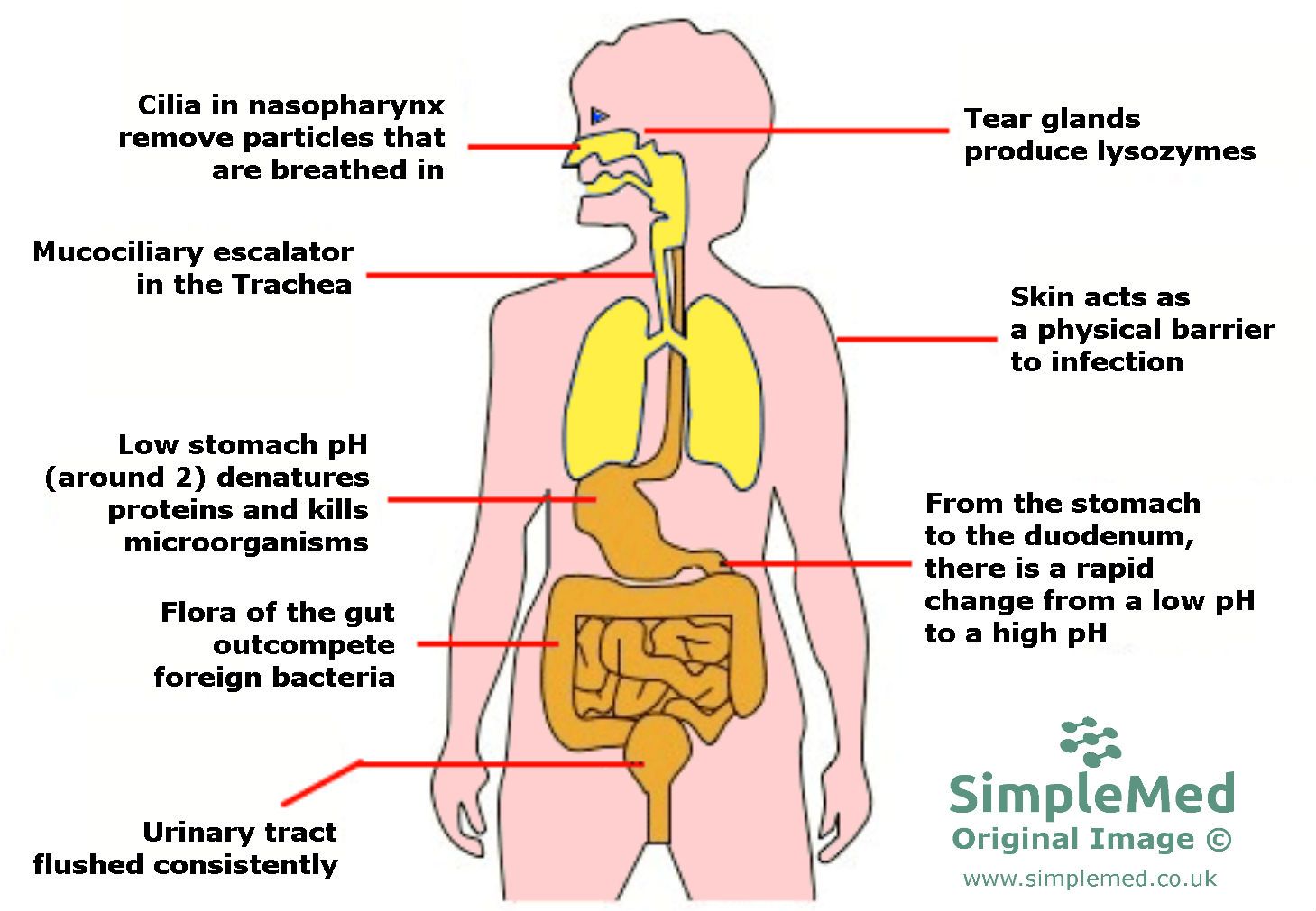 Innate Immune Physical Barriers SimpleMed