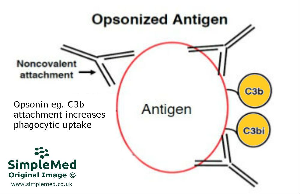 Opsonisation of Antigen by Opsonins SimpleMed