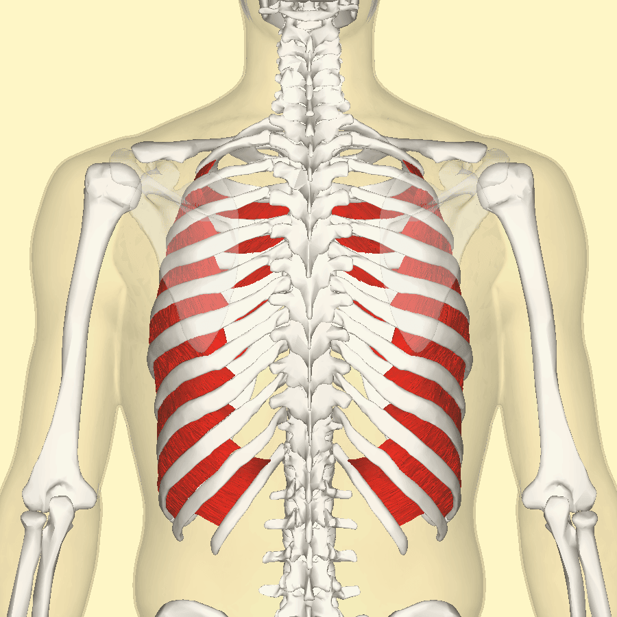 Internal Intercostal Muscles SimpleMed