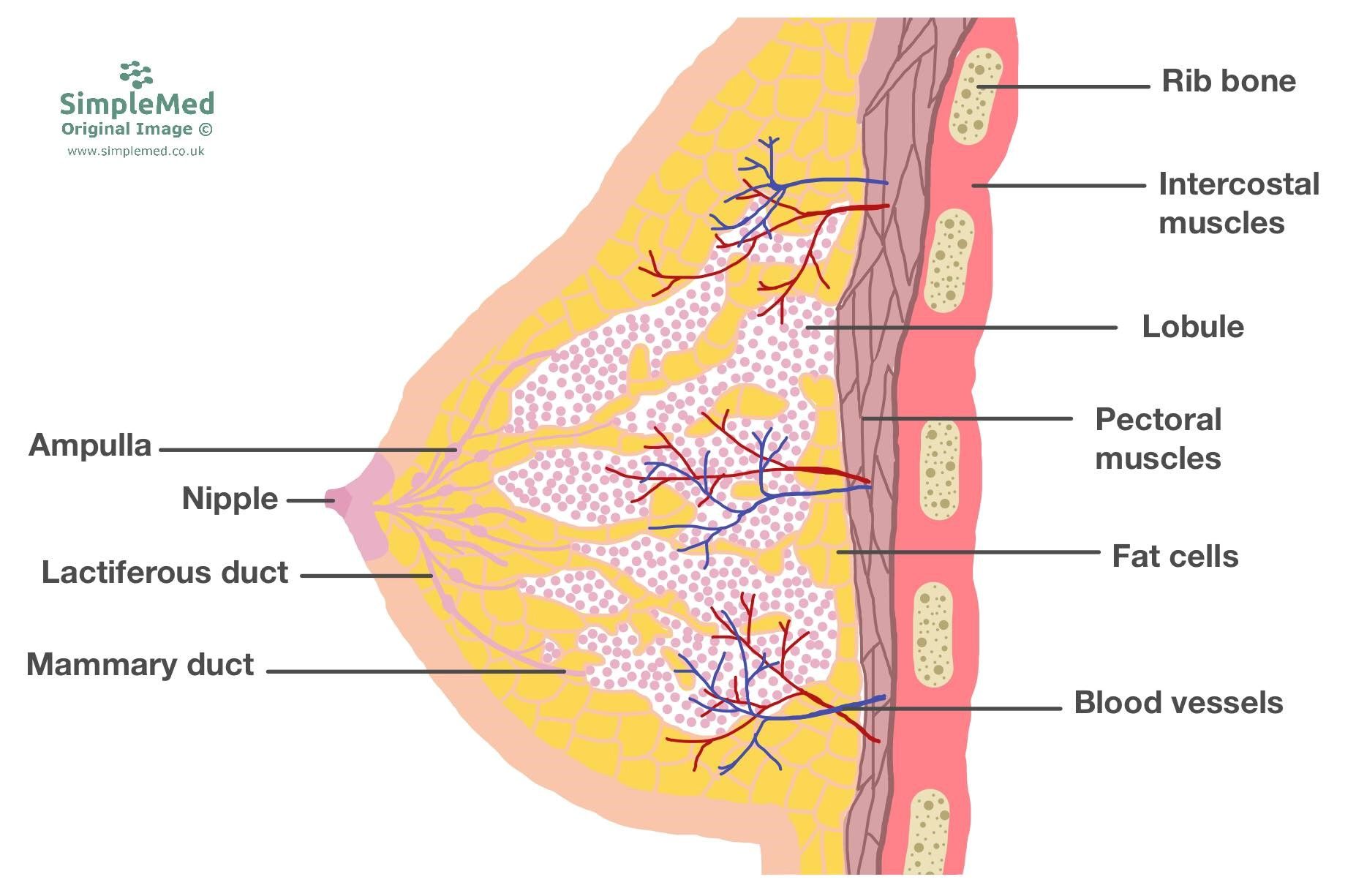 Structure of the Breast SimpleMed