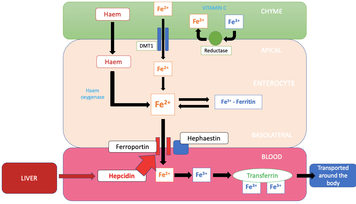 Iron absorption in the gut SimpleMed