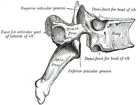 Lateral View of Thoracic Vertebrae SimpleMed