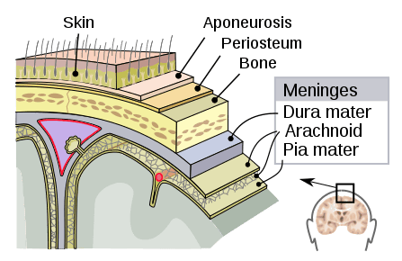 Layers of the Meninges SimpleMed