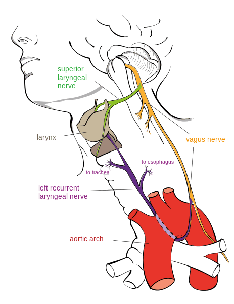 Course of the Left Recurrent Laryngeal Nerve SimpleMed