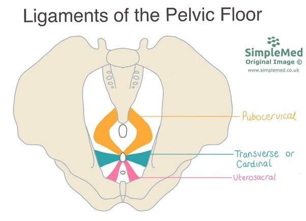 Ligaments of the Pelvic Floor SimpleMed