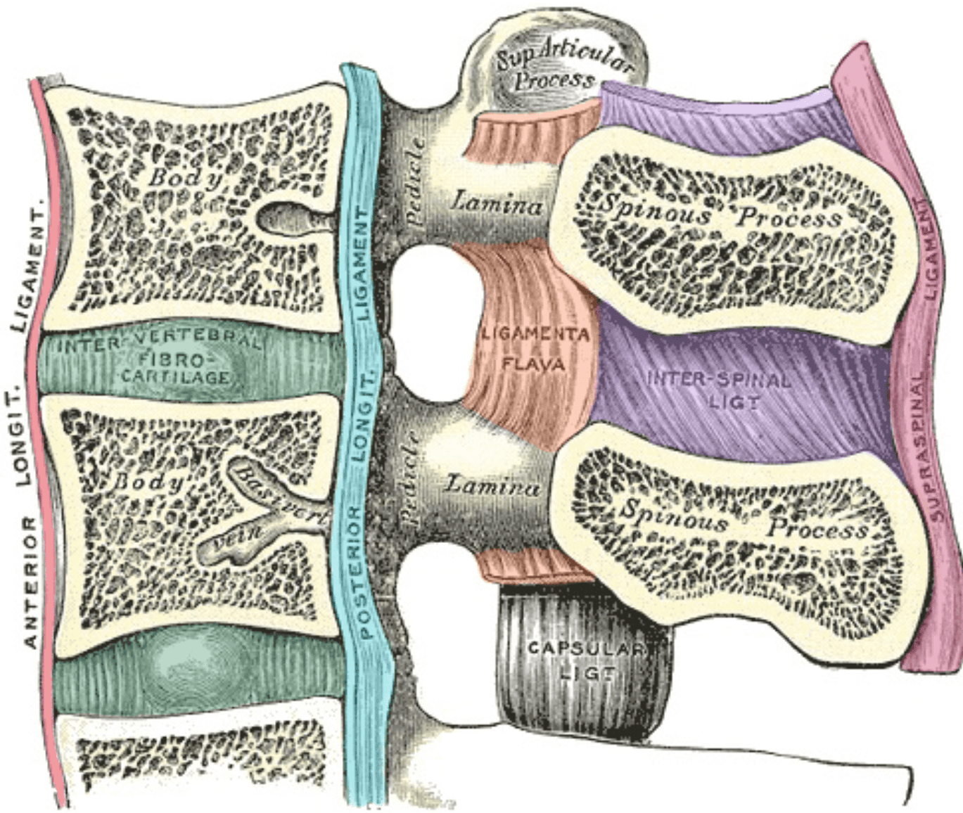 Ligaments of the Vertebral Column SimpleMed