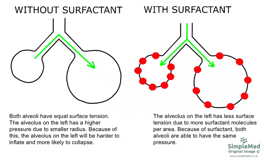 chembetaine cad surfactant replacement
