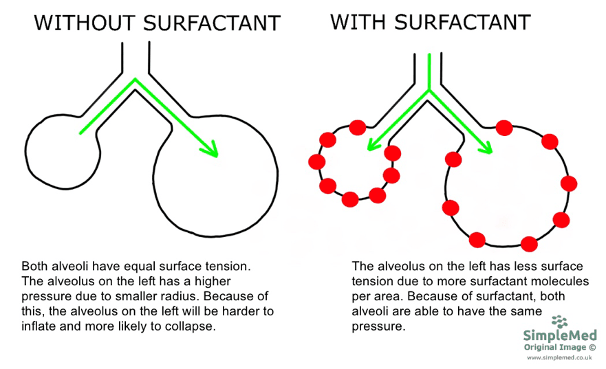 alveolar surfactant and surface tension