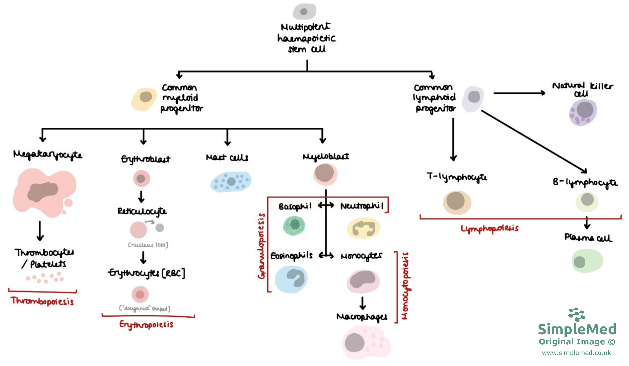 hematopoiesis chart