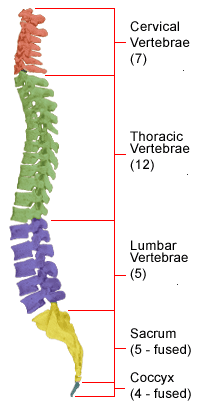 5 Regions of the Spine SimpleMed