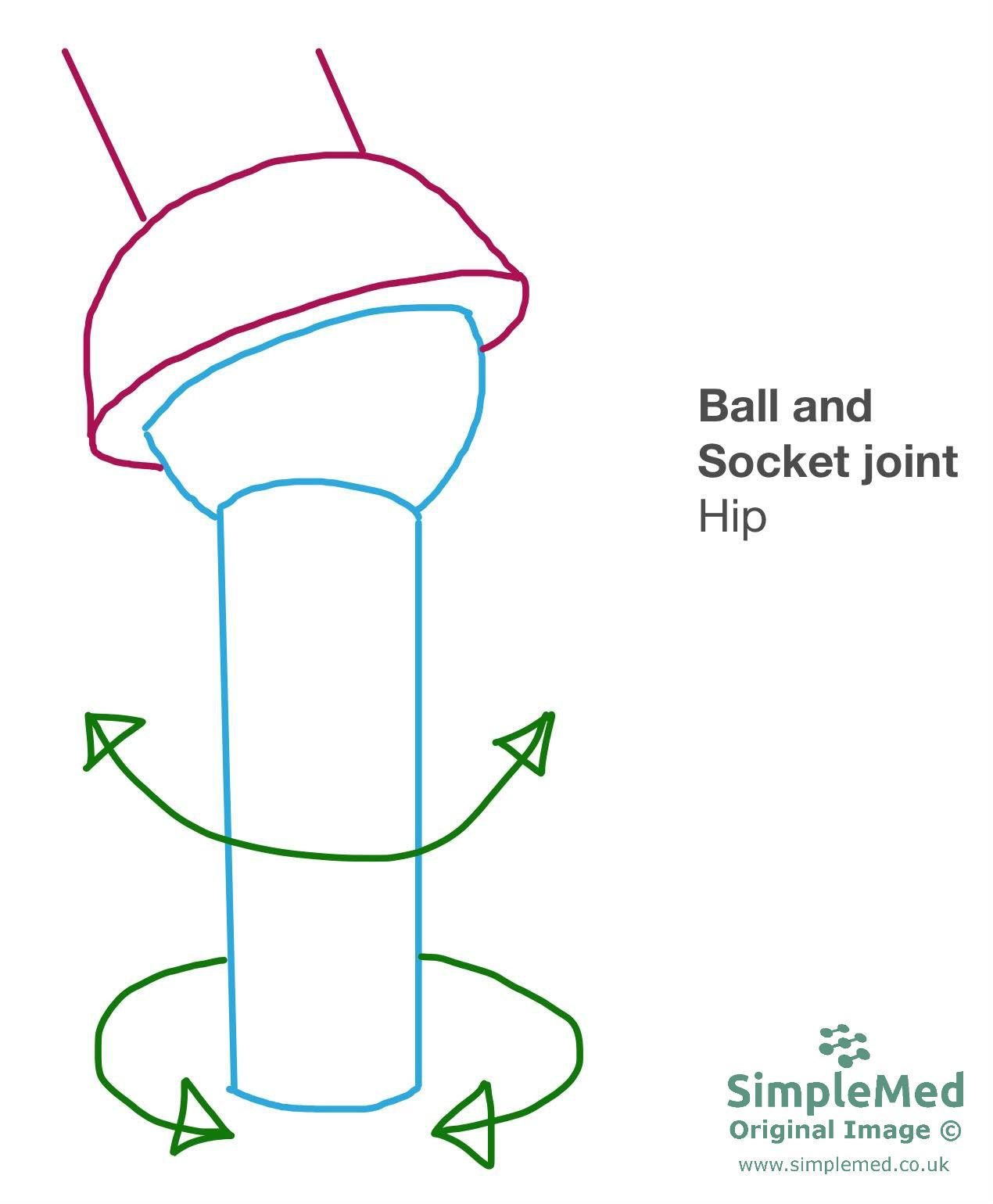 Ball and Socket Joint SimpleMed