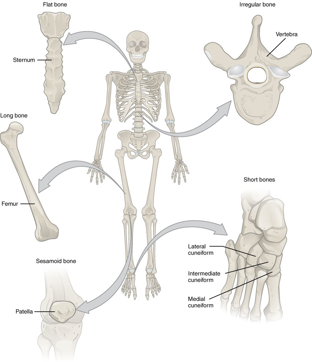 Bone Shape Classification SimpleMed