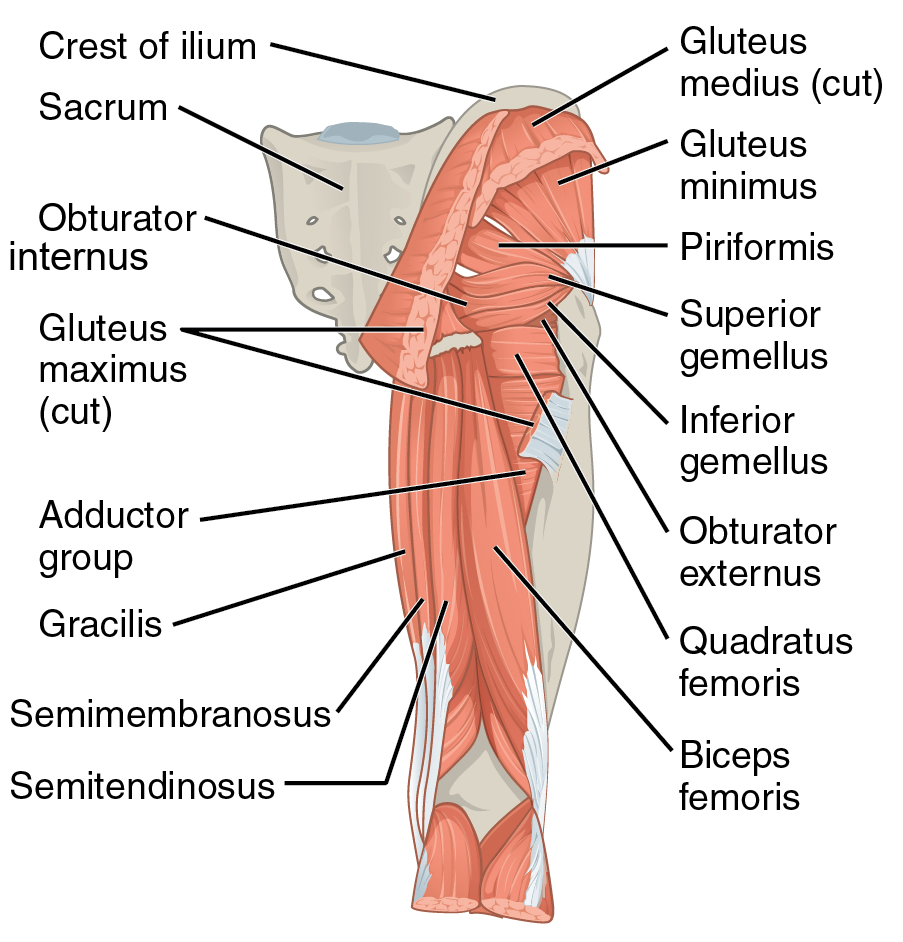 Complete labelled posterior view of gluteal and thigh muscles, including obturator internus
