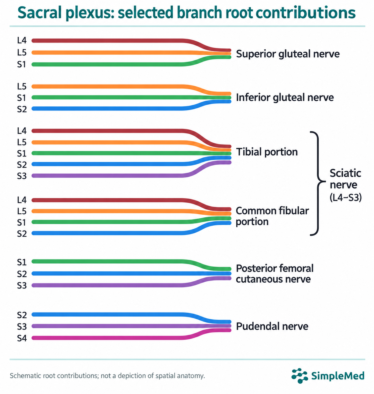 Root contribution schematic: superior gluteal L4–S1; inferior gluteal L5–S2; tibial L4–S3; common fibular L4–S2; posterior femoral cutaneous S1–S3; pudendal S2–S4. The tibial and fibular portions form the sciatic nerve (L4–S3).