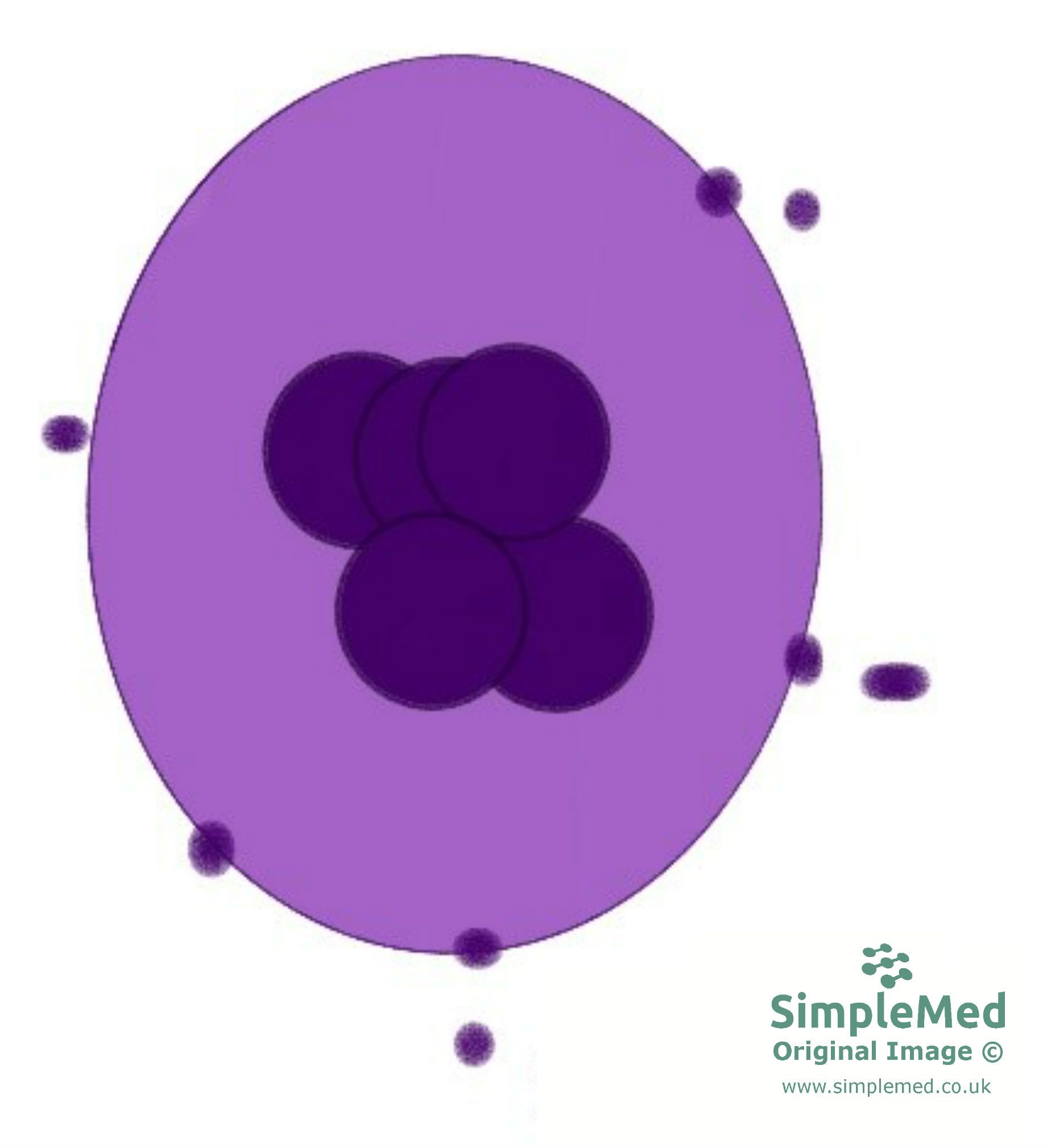 Platelets Budding off a Megakaryocte SimpleMed