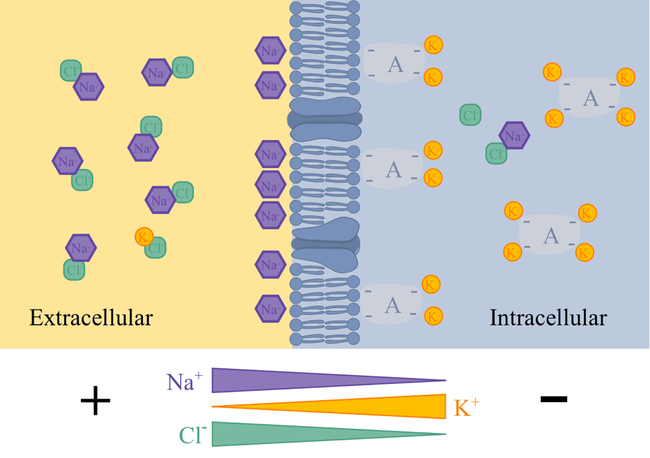 Membrane Potential SimpleMed