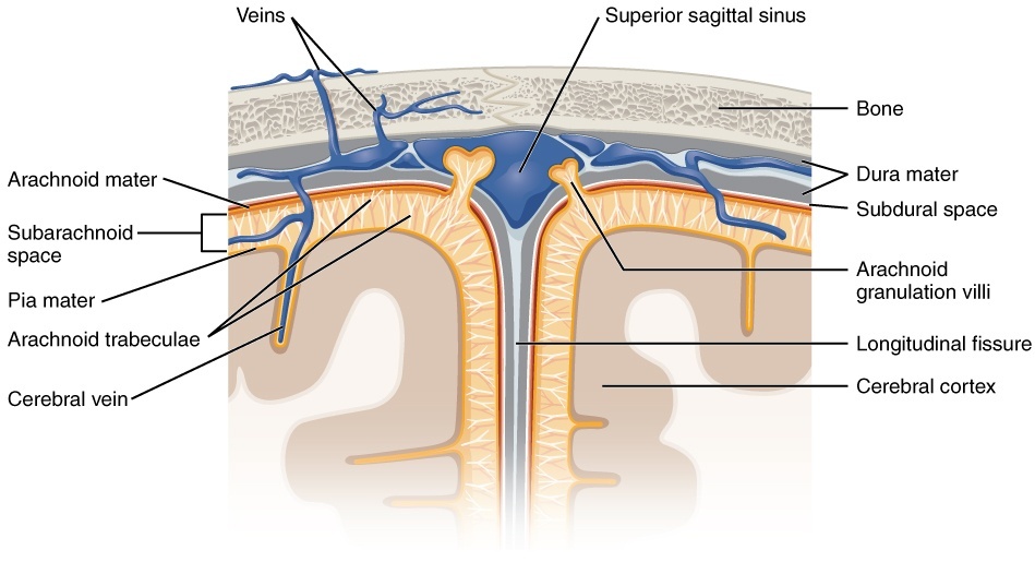 Meningeal Layers SimpleMed Meningeal Layers SimpleMed