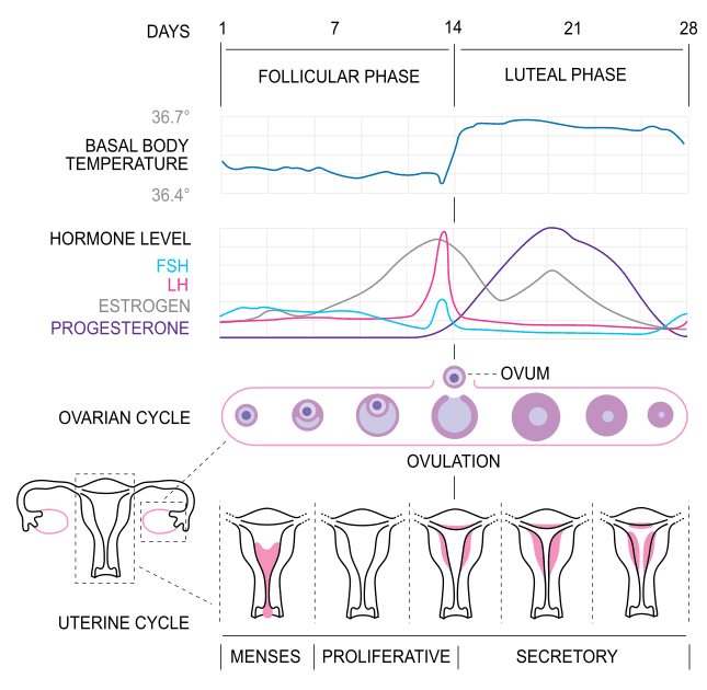 Menstrual Cycle SimpleMed