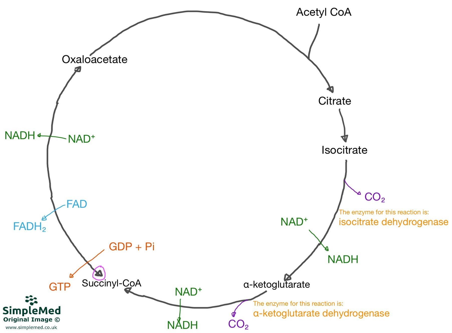 Krebs Cycle Diagram SimpleMed