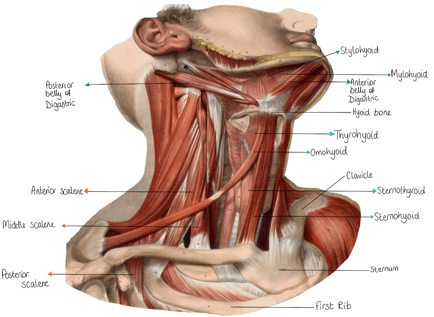 Muscles and Bones of the Neck SimpleMed