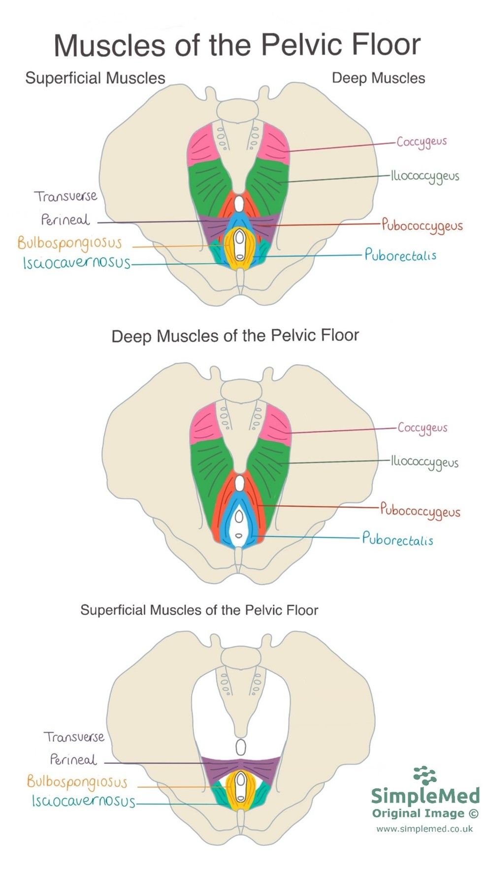 Muscles of the Pelvic Floor SimpleMed