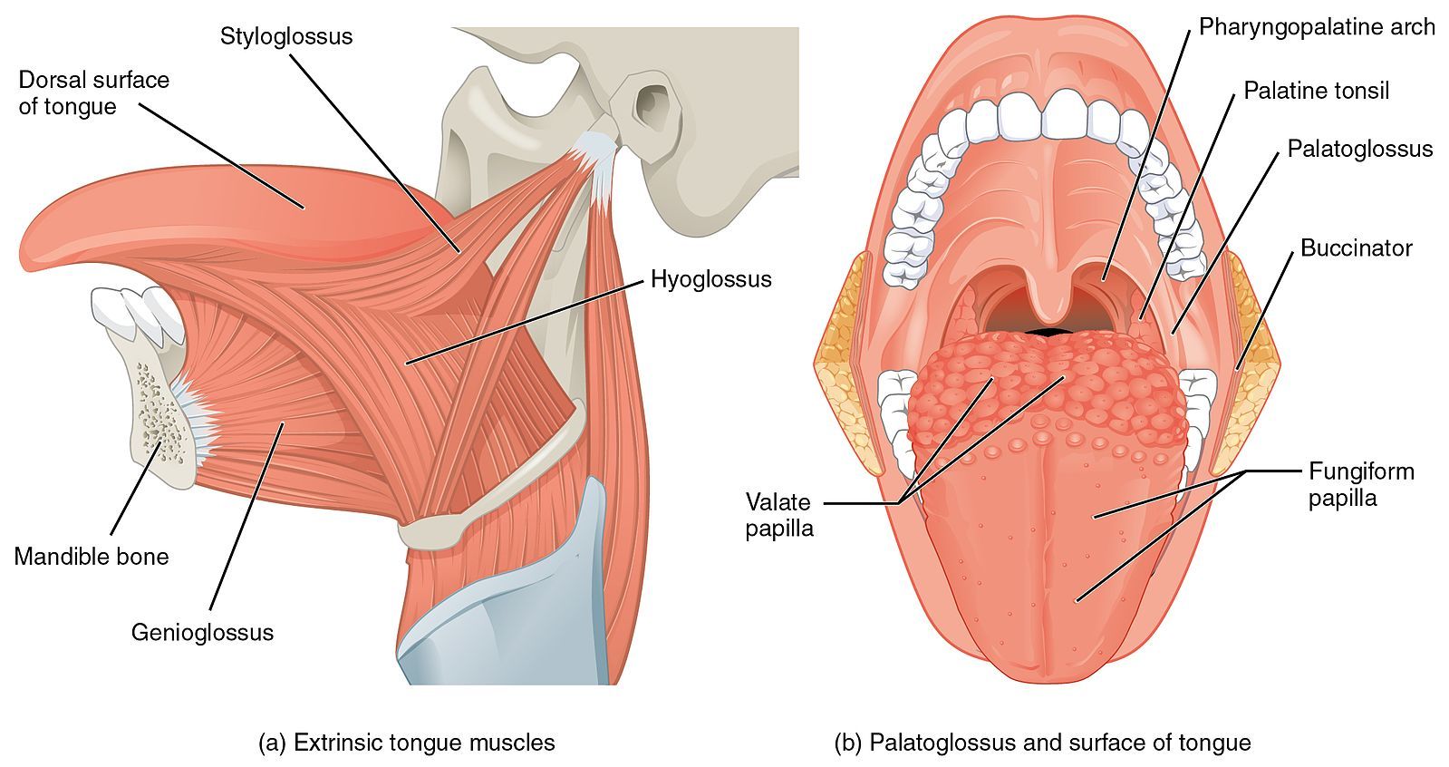 Muscles of the Tongue SimpleMed