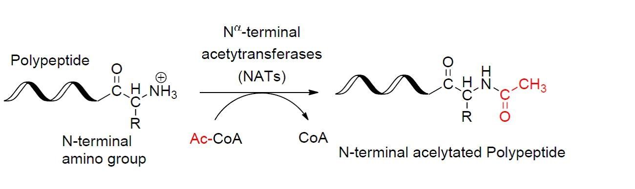 N-Terminal Acetylation SimpleMed