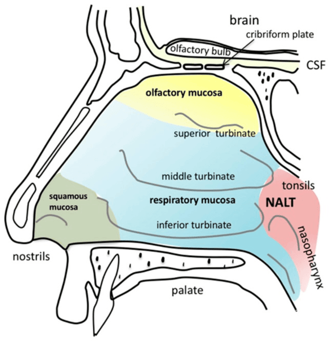 Nasal Cavity Anatomy SimpleMed