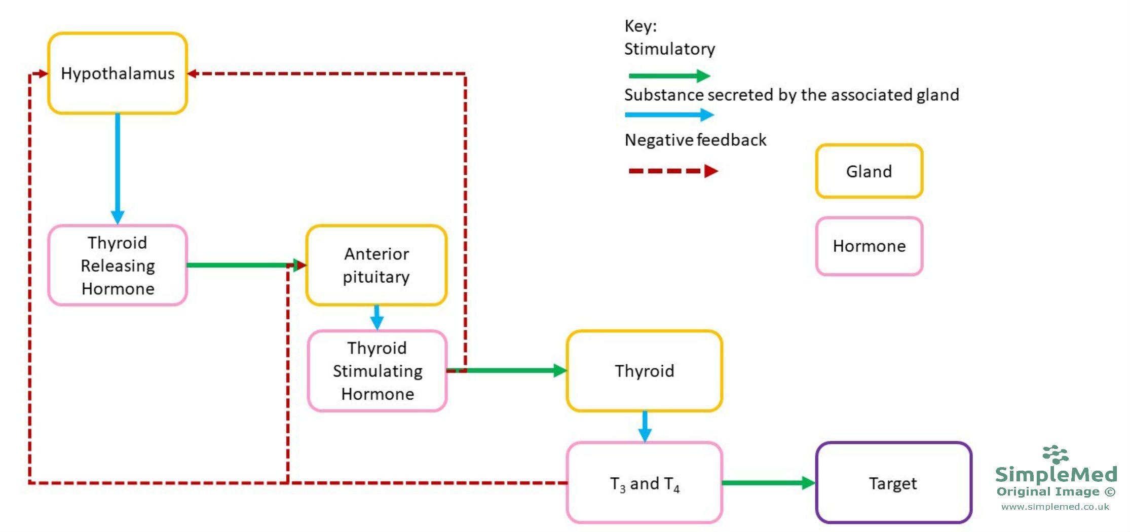 Negative feed back loop on thyroid hormone axis SimpleMed