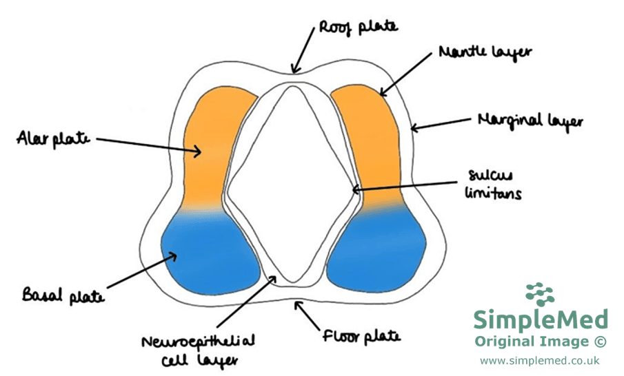 Neural Plate Cross-section SimpleMed Neural Plate Cross-section SimpleMed