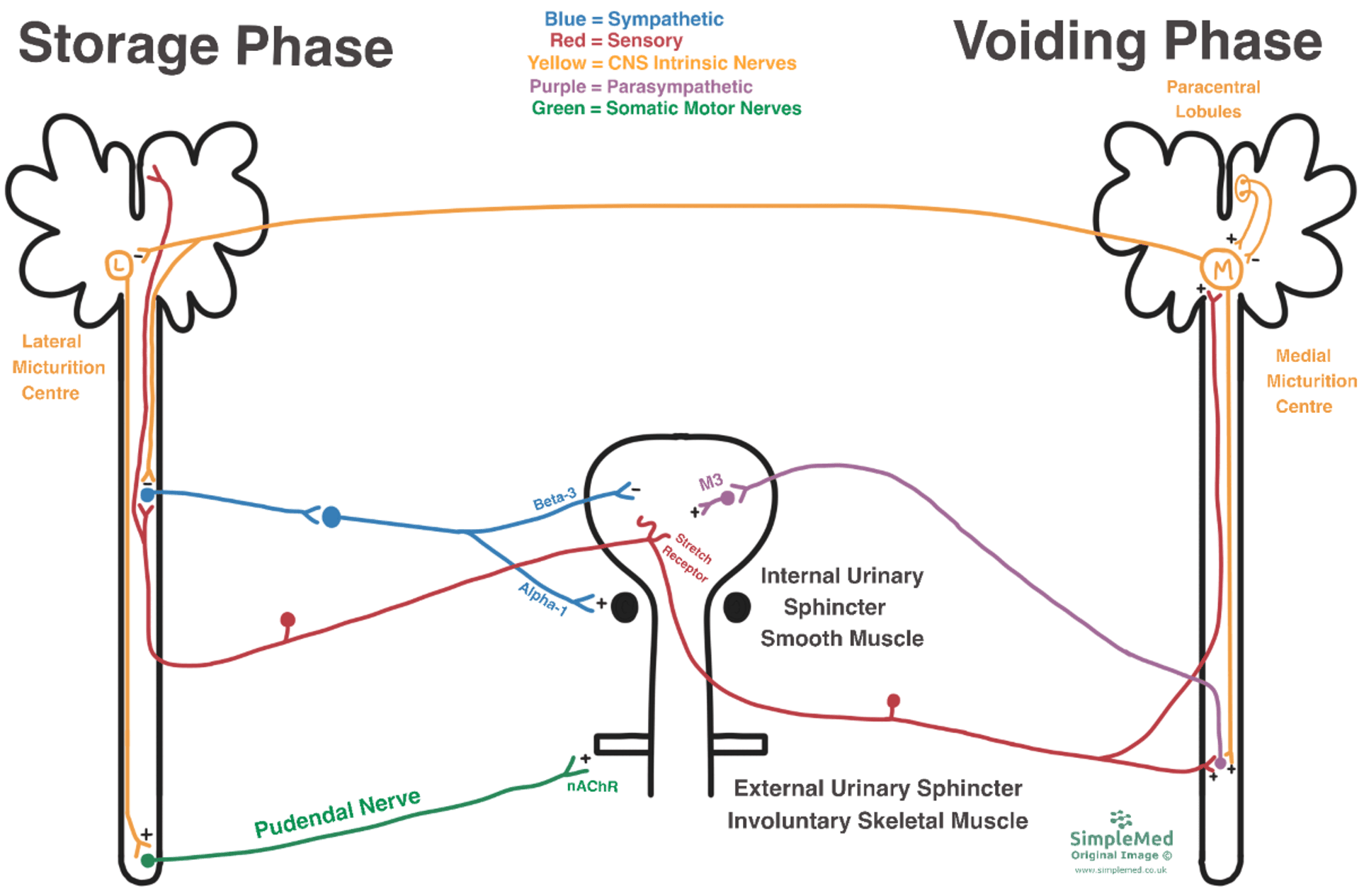 8 Micturition Simplemed Learning Medicine Simplified