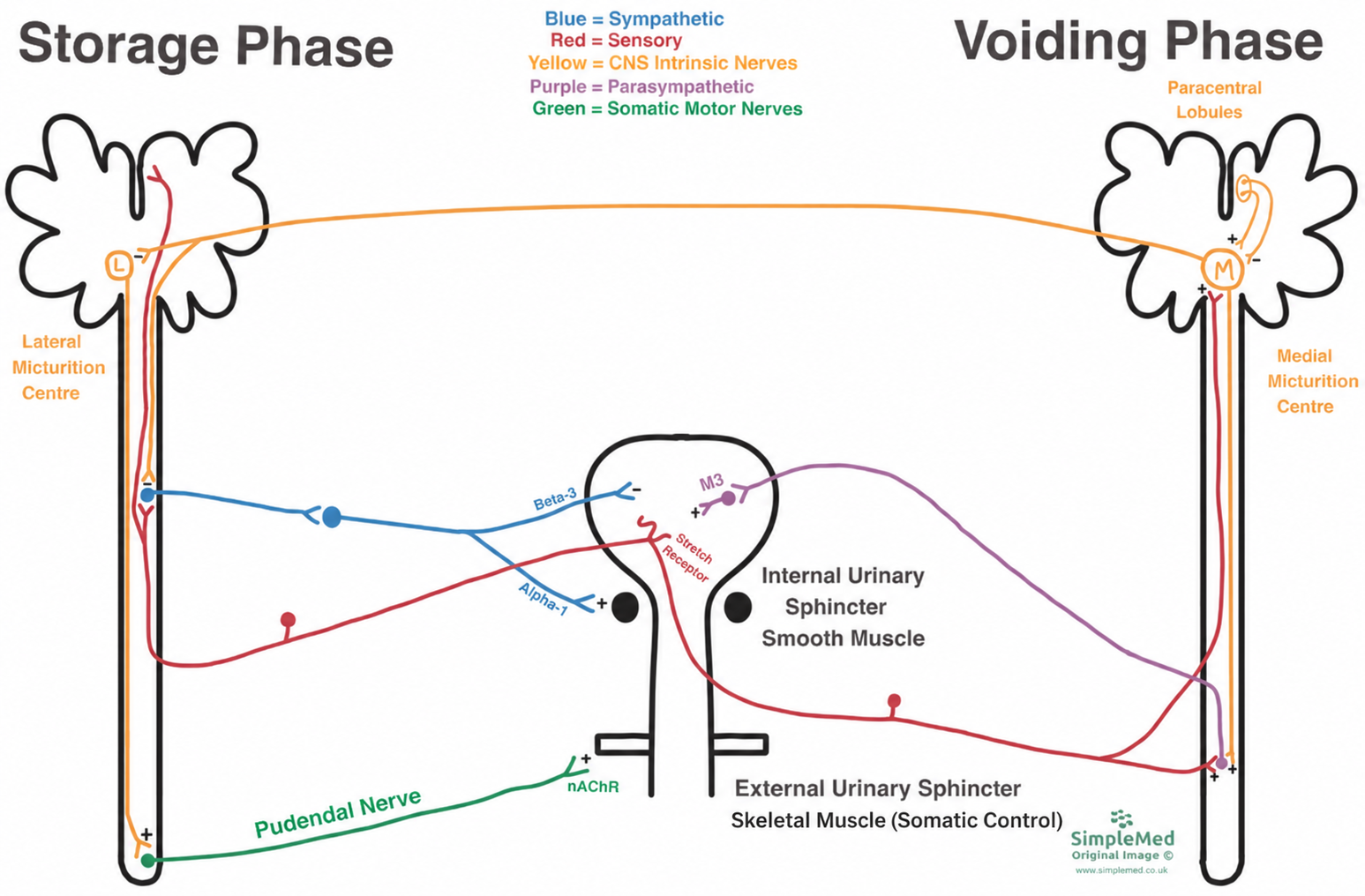 Storage and voiding pathways, with parasympathetic M3 supply to the detrusor and somatic pudendal supply to the external urethral sphincter.