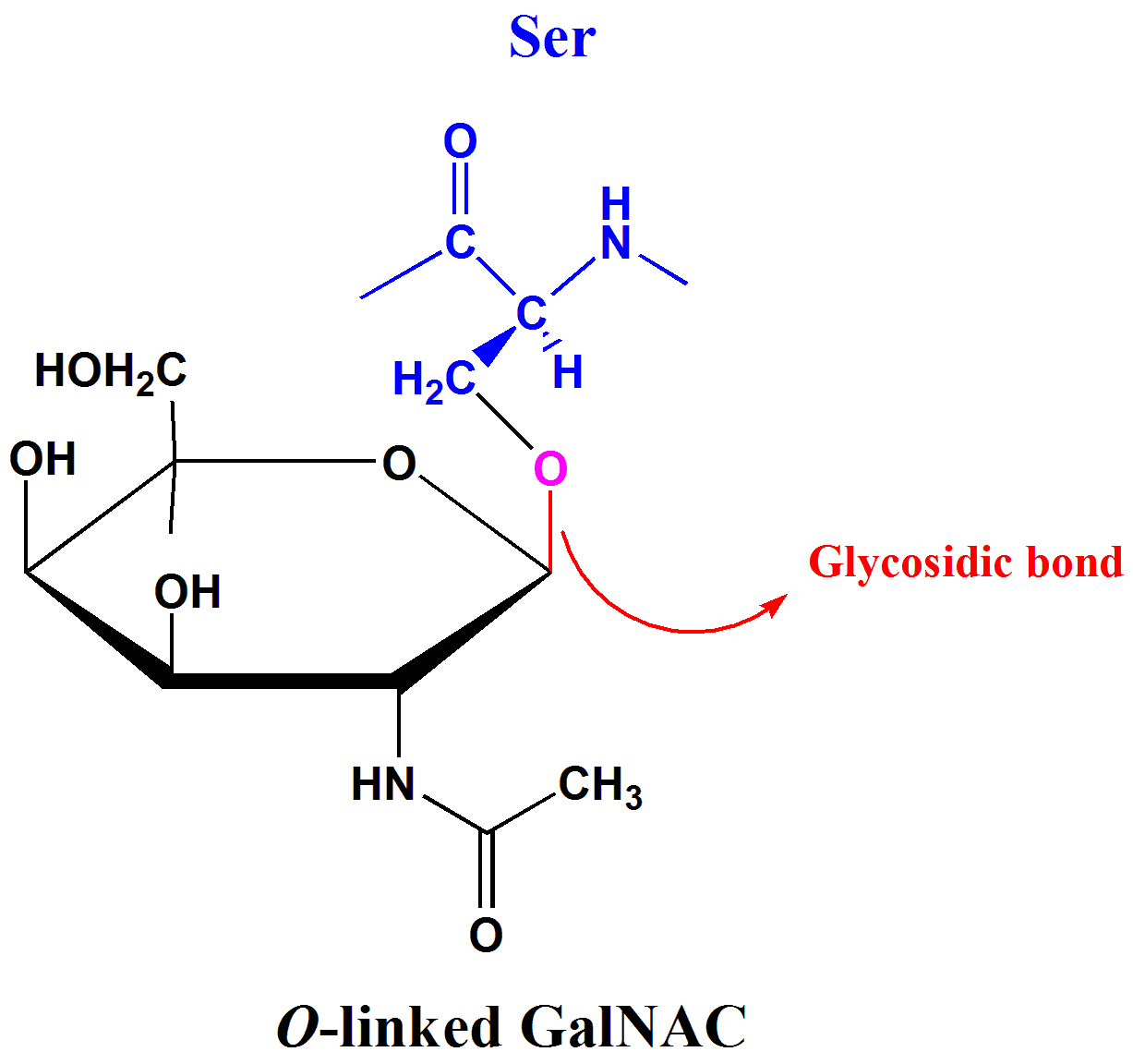 O-linked Glycosylation SimpleMed