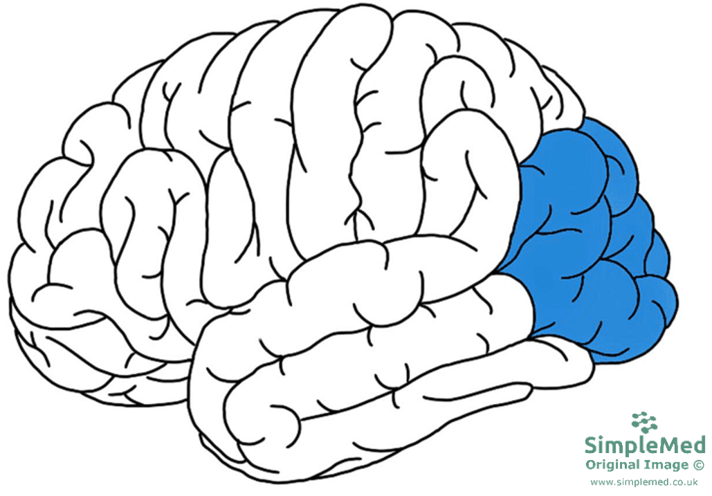 The Occipital Lobe SimpleMed