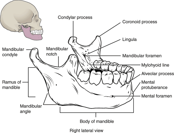 Osteology of the Mandible SimpleMed