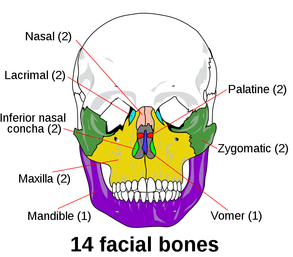 Osteology of the Viscerocranium SimpleMed