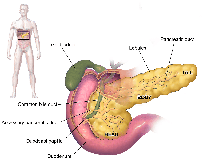 Pancreas Structure SimpleMed
