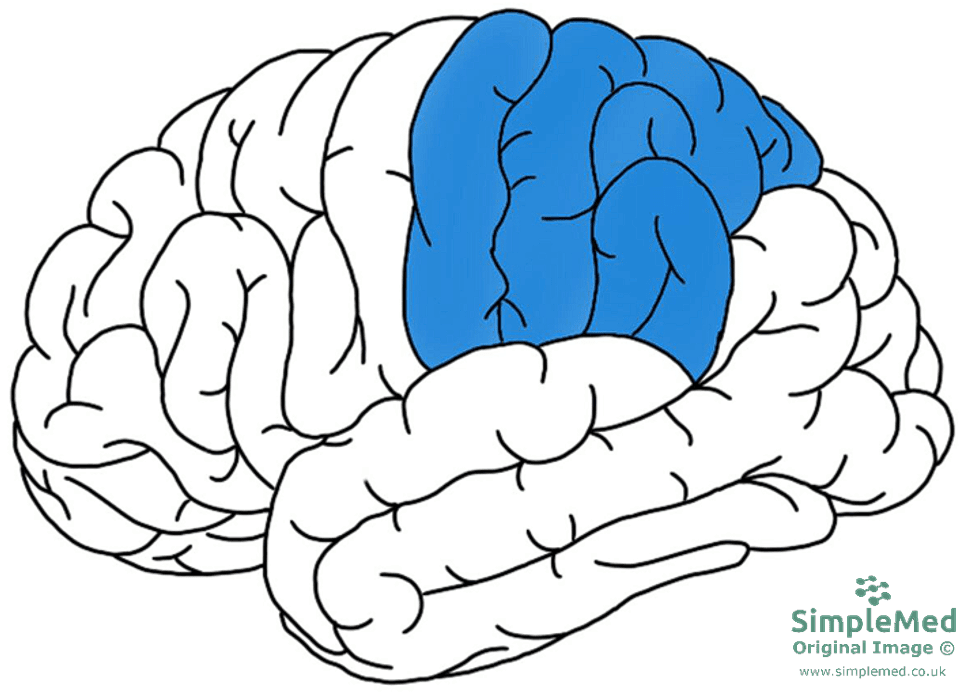 The Parietal Lobe SimpleMed 