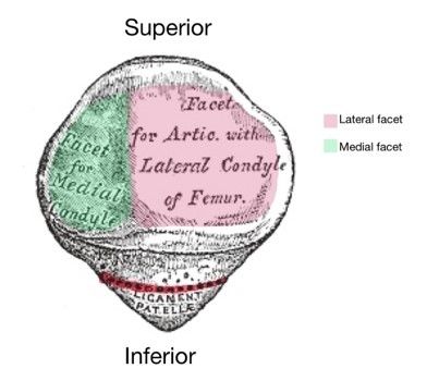 Patella Diagram Labelled SimpleMed