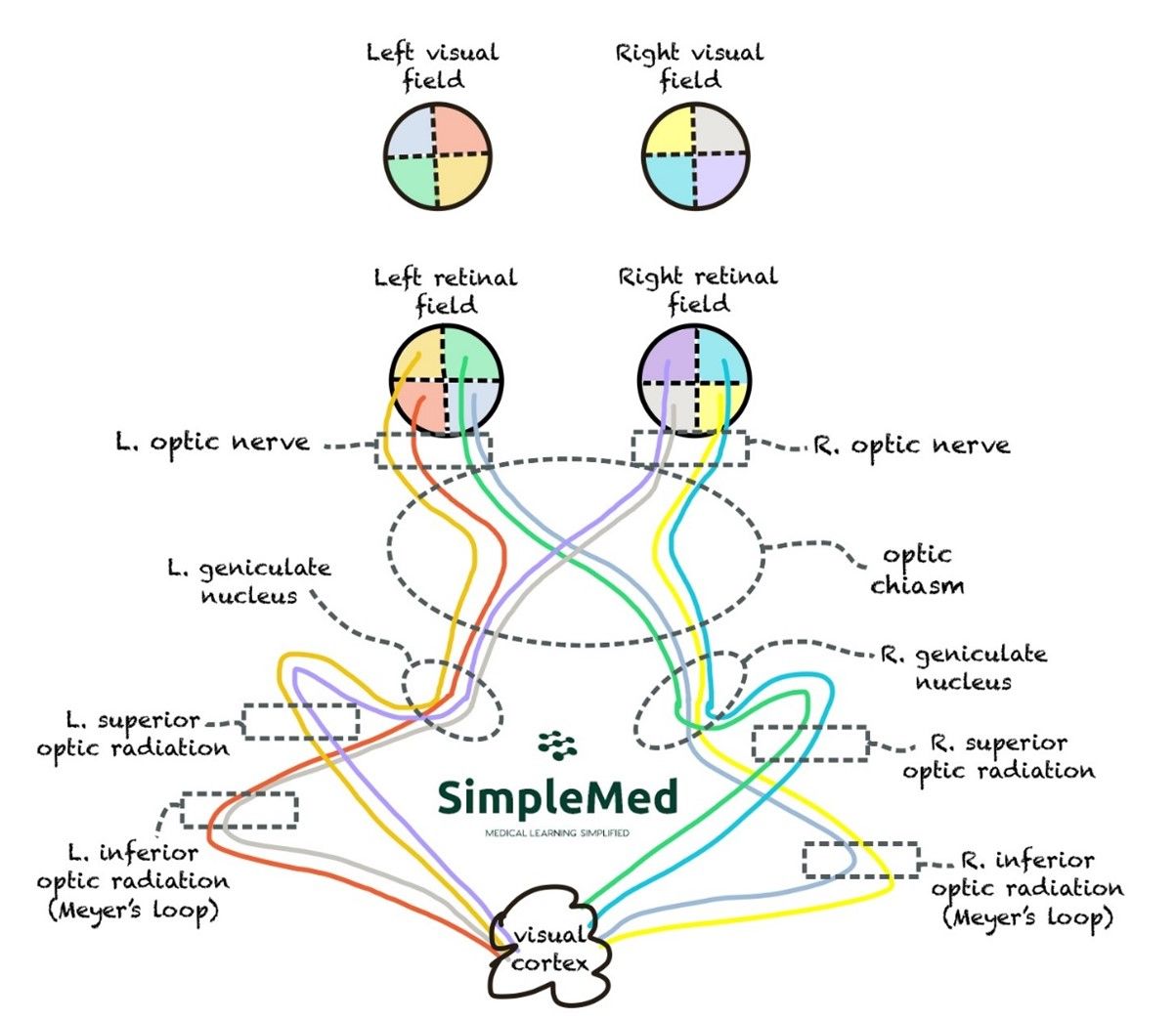 Pathway of the Visual System SimpleMed Pathway of the Visual System SimpleMed