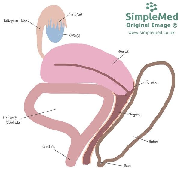 Pelvic Anatomy of the Uterus SimpleMed