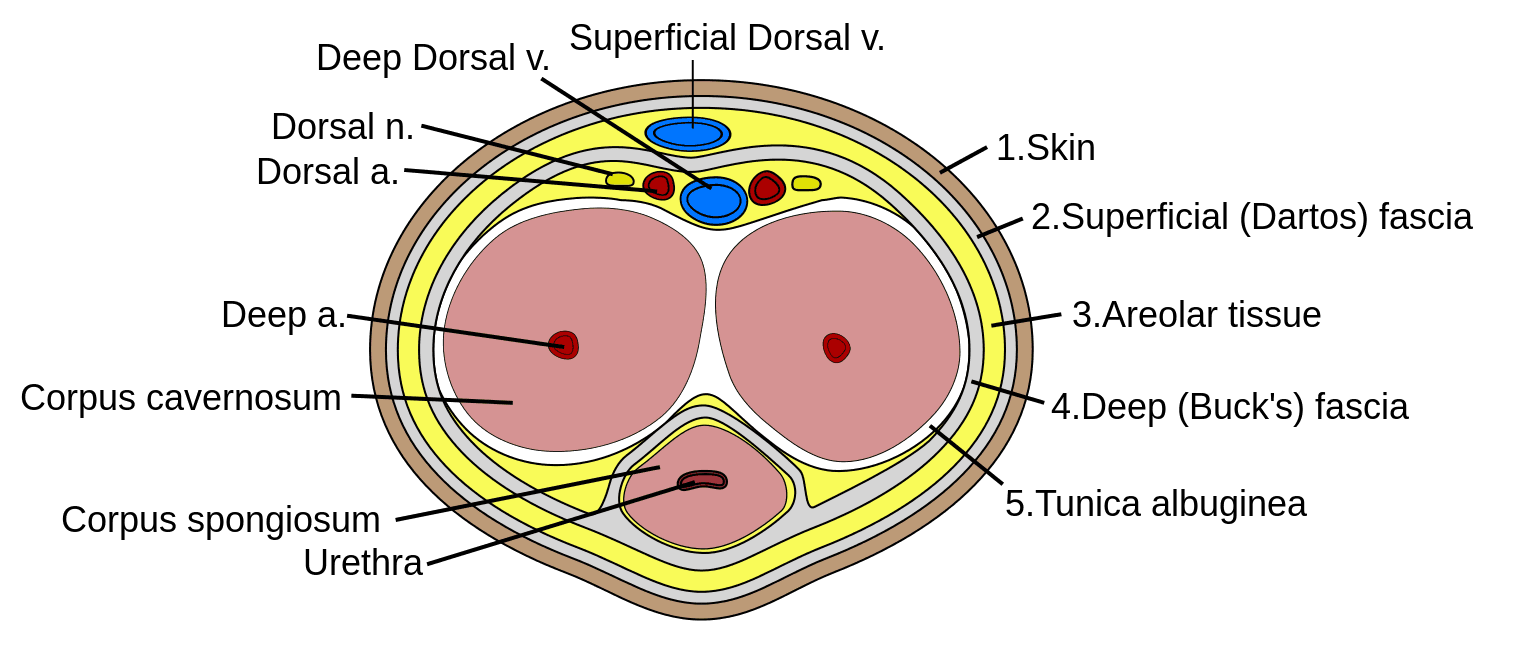 Erectile Tissue and Penis Cross Section SimpleMed