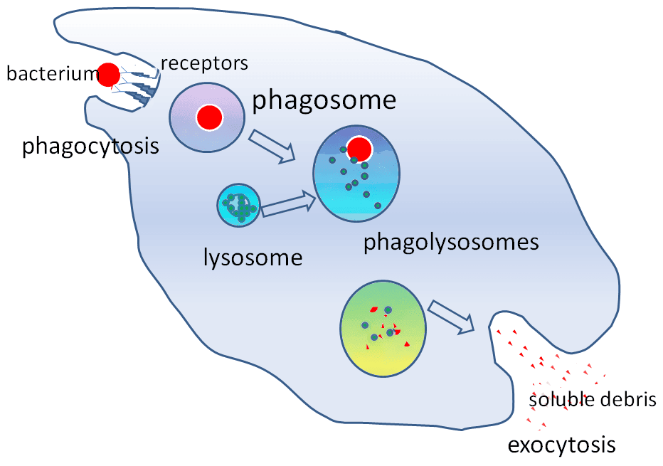 Phagocytosis SimpleMed