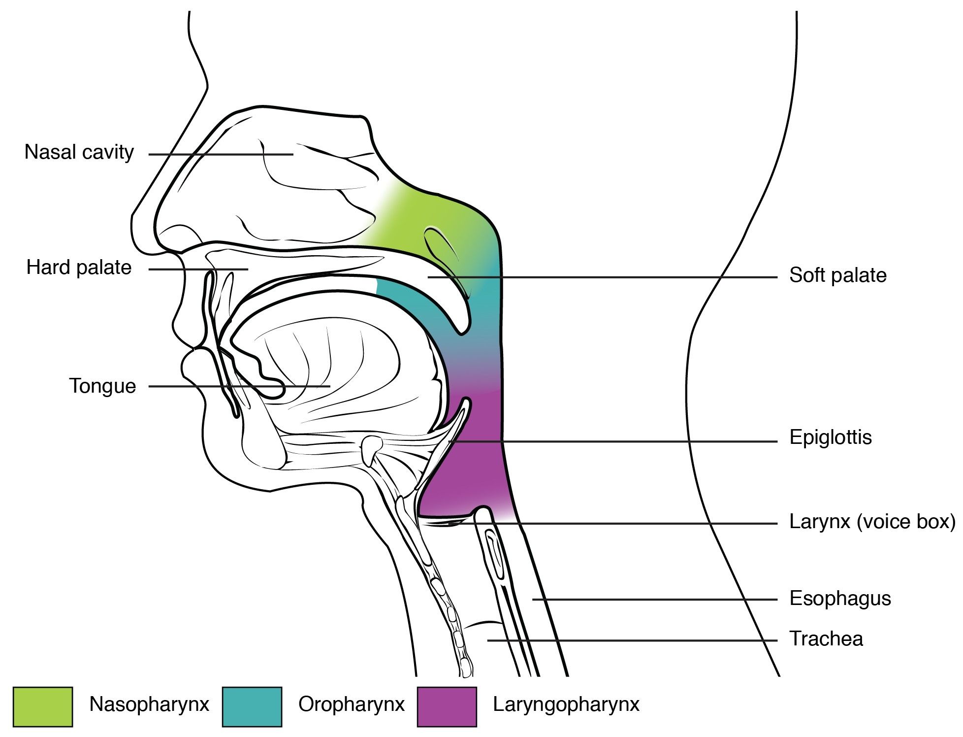 The Sections of the Pharynx SimpleMed