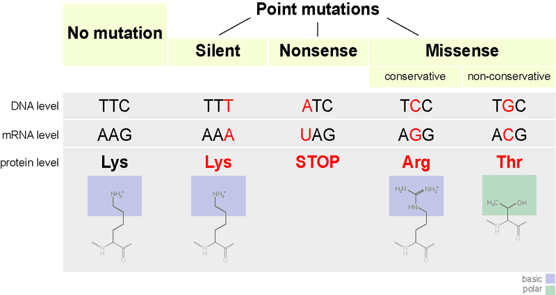 Point mutations DNA RNA protein SimpleMed